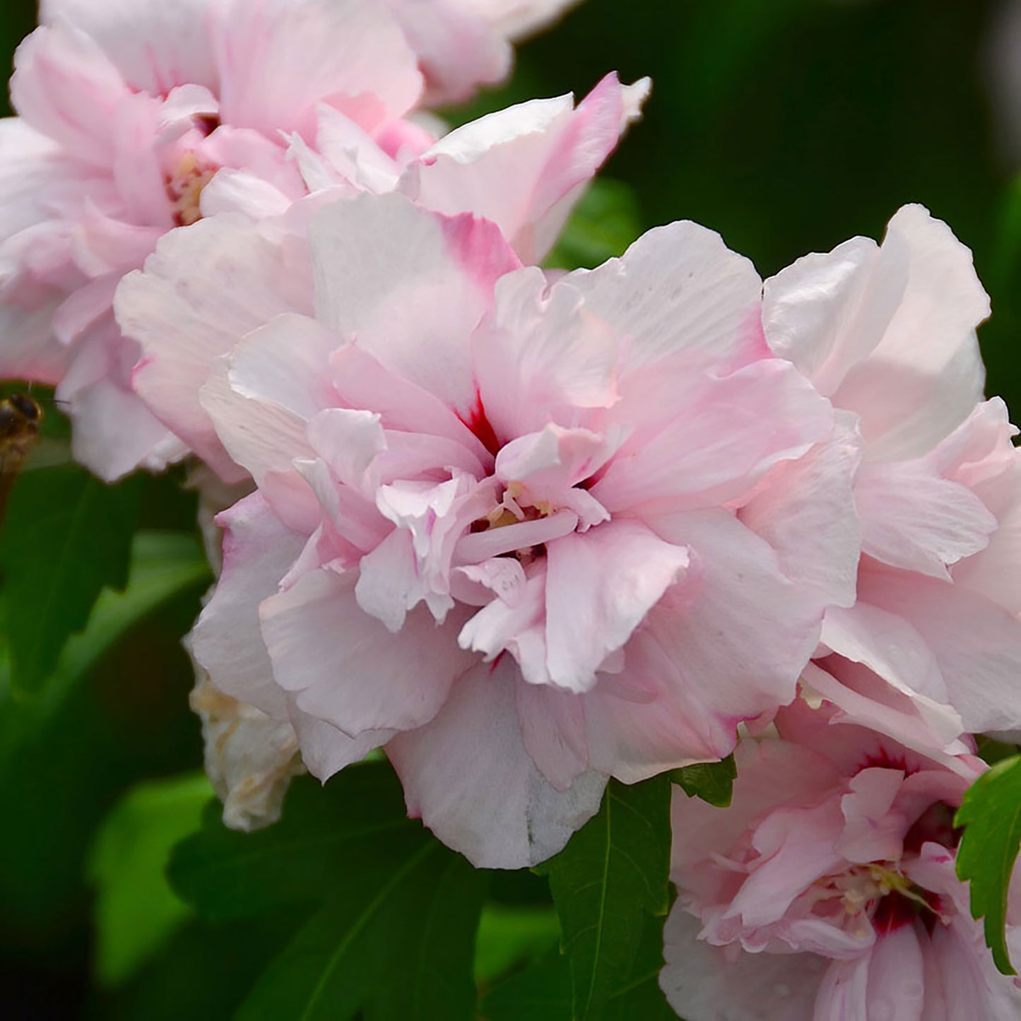 Blushing Bride Rose of Sharon
