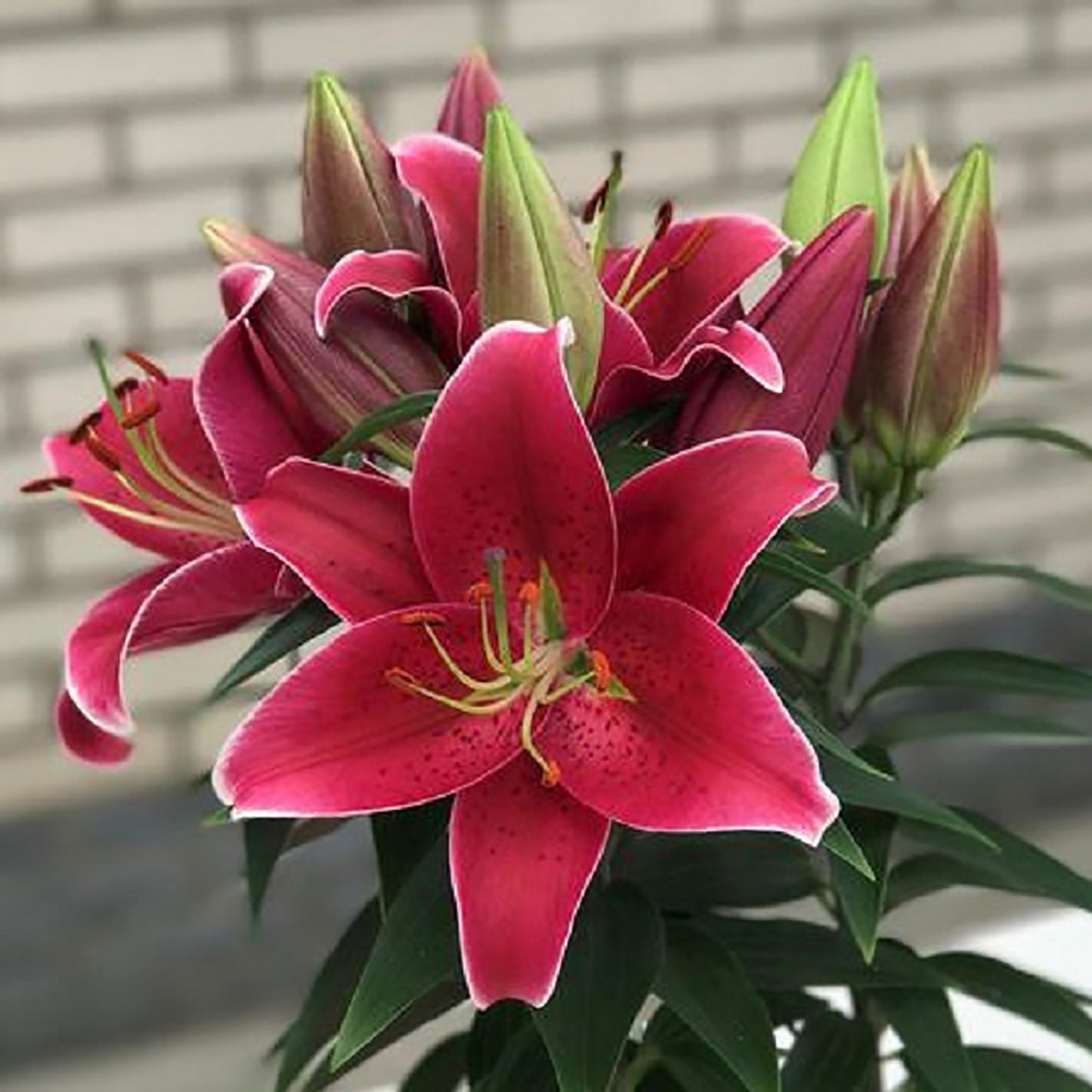 Sunny Keys Lily