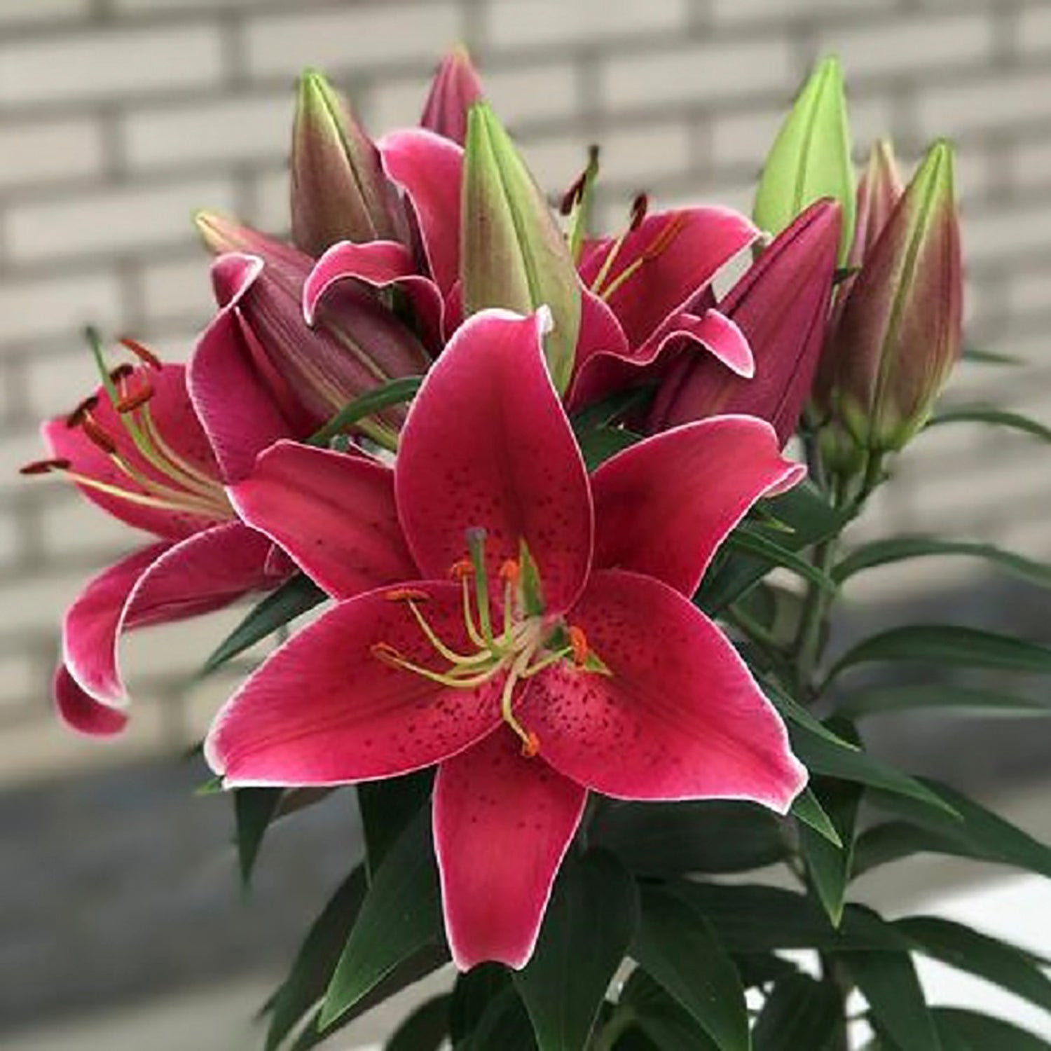 Sunny Keys Lily