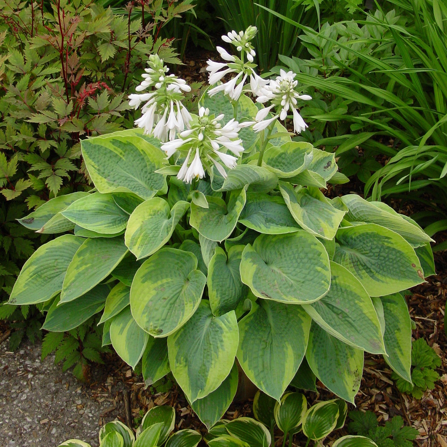 Flavocircinalis Plantain Lily