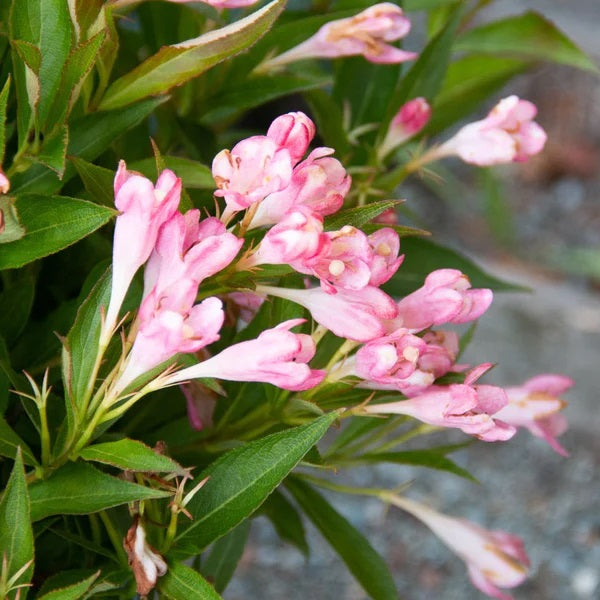Peach Kisses™ Weigela