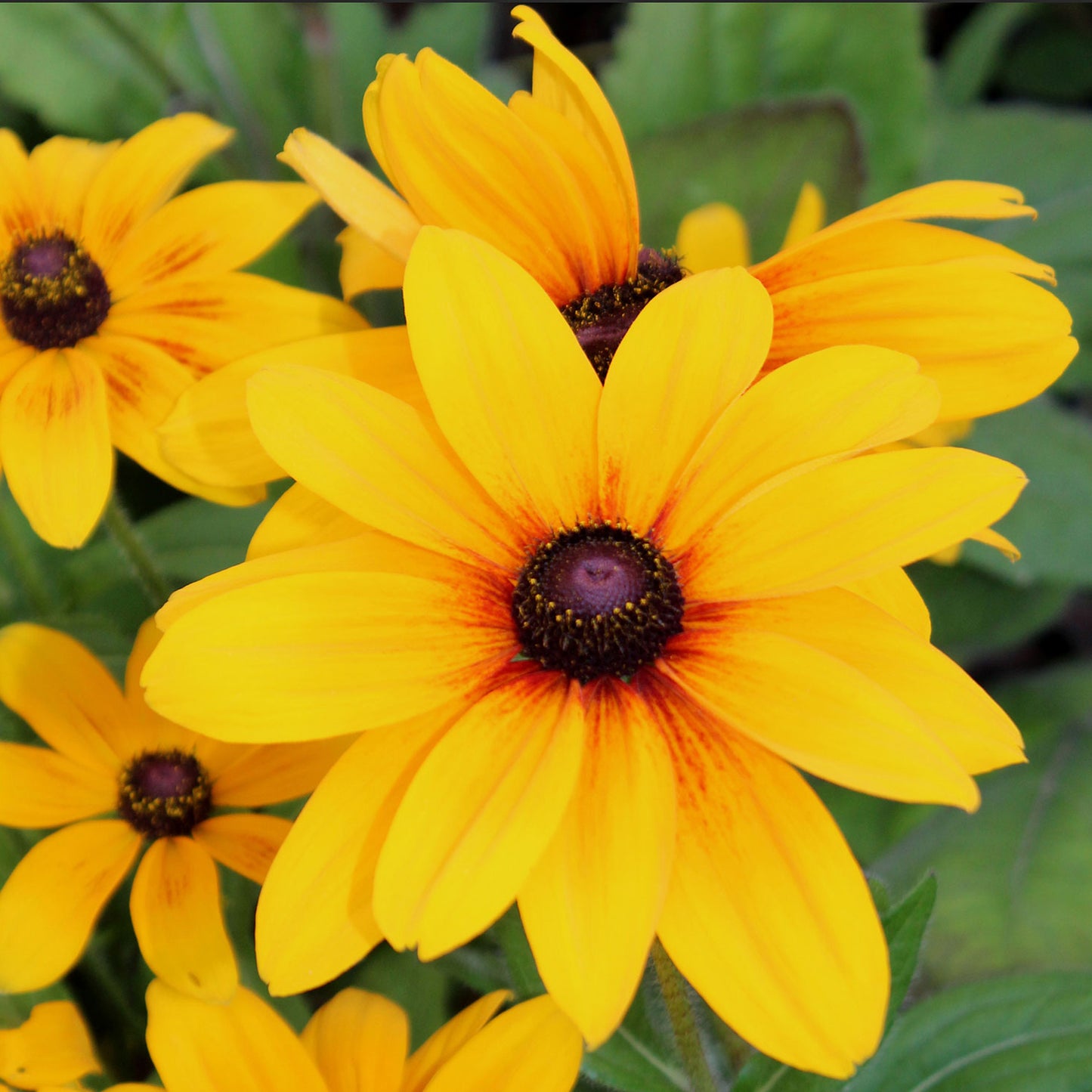 Indian Summer Daisy