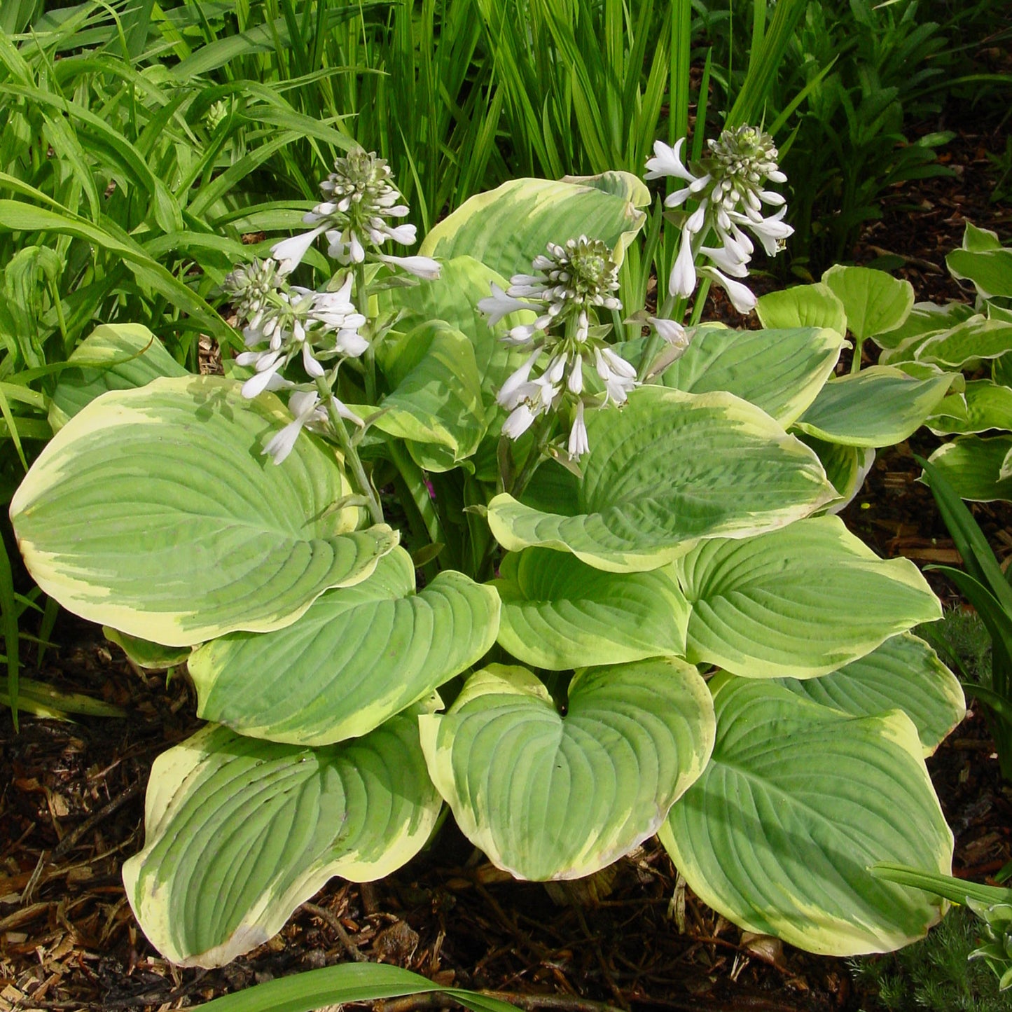 Fragrant Bouquet Plantain Lily