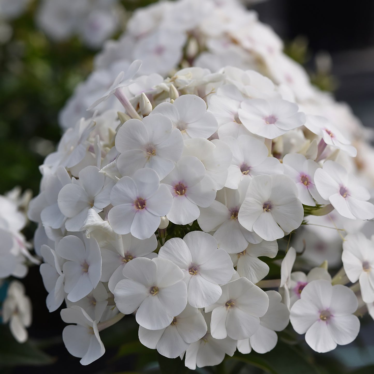 White Summer Phlox