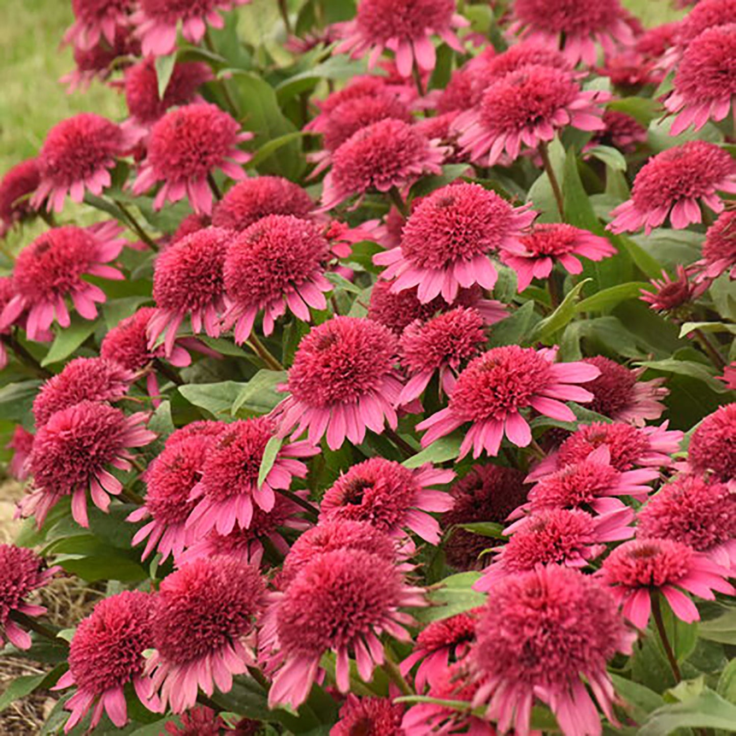 Raspberry Beret Coneflower