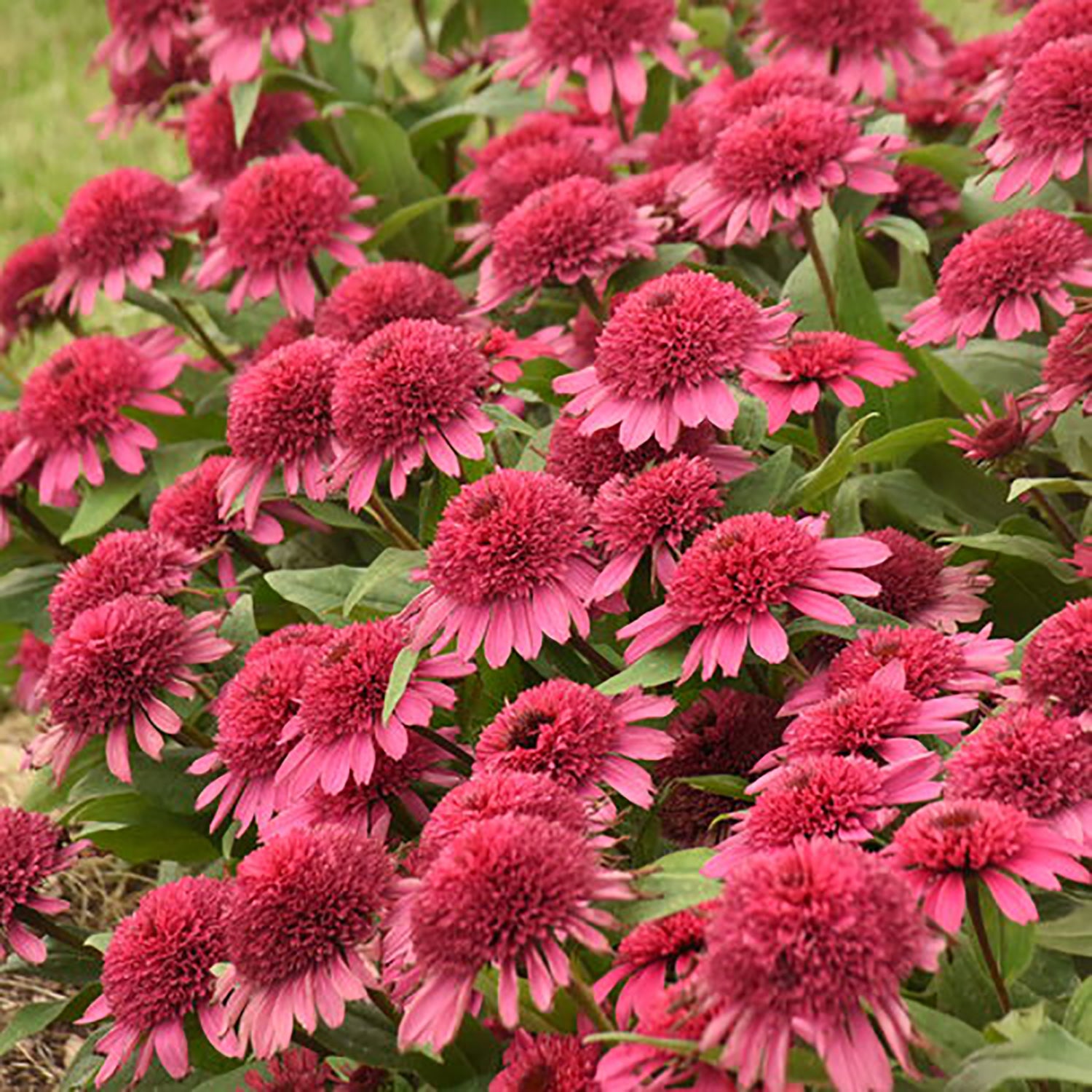 Raspberry Beret Coneflower