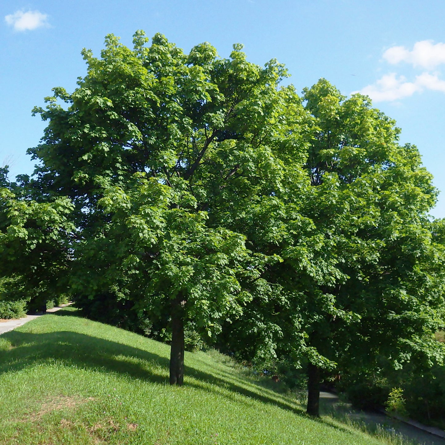Sugar Maple