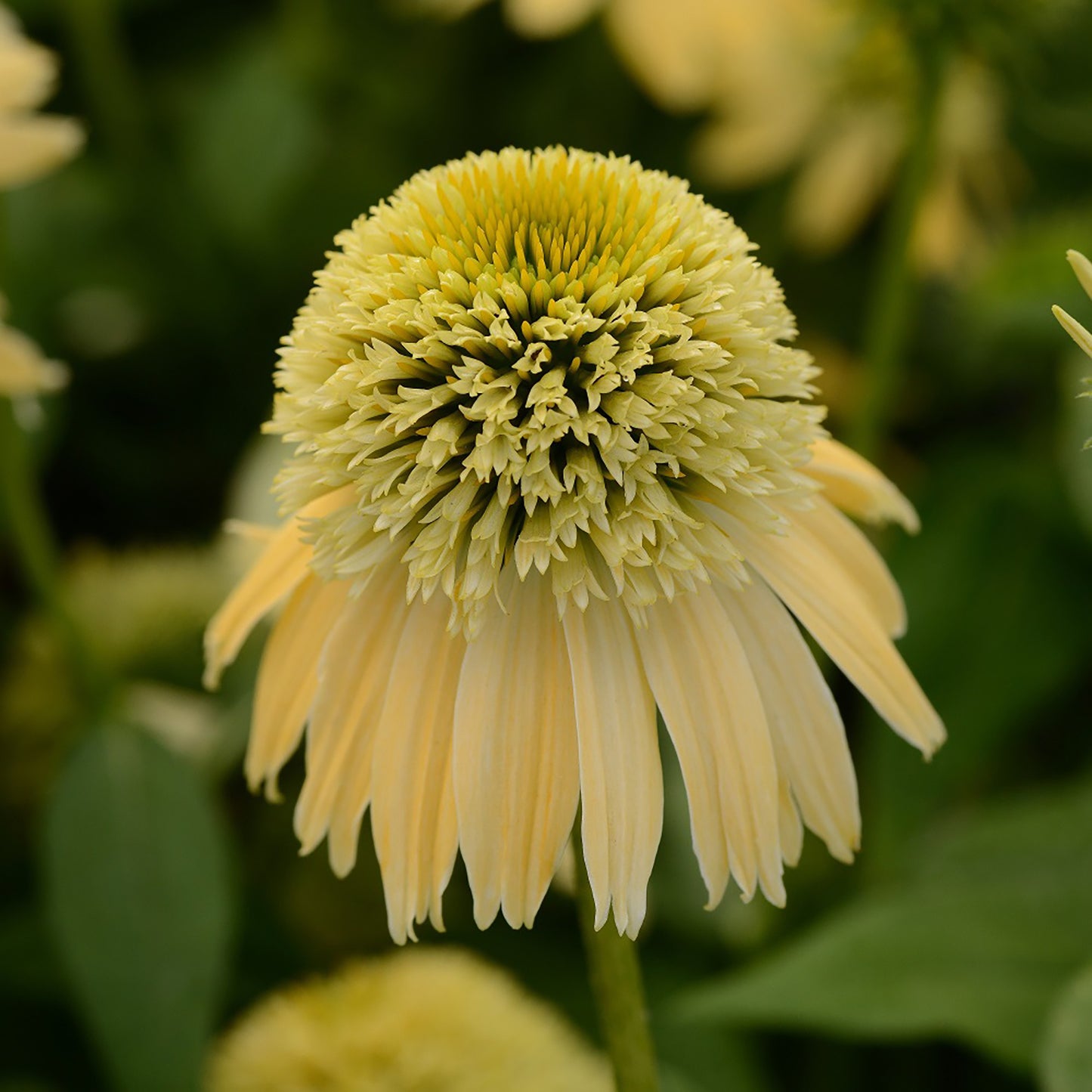 Lemon Cream Coneflower