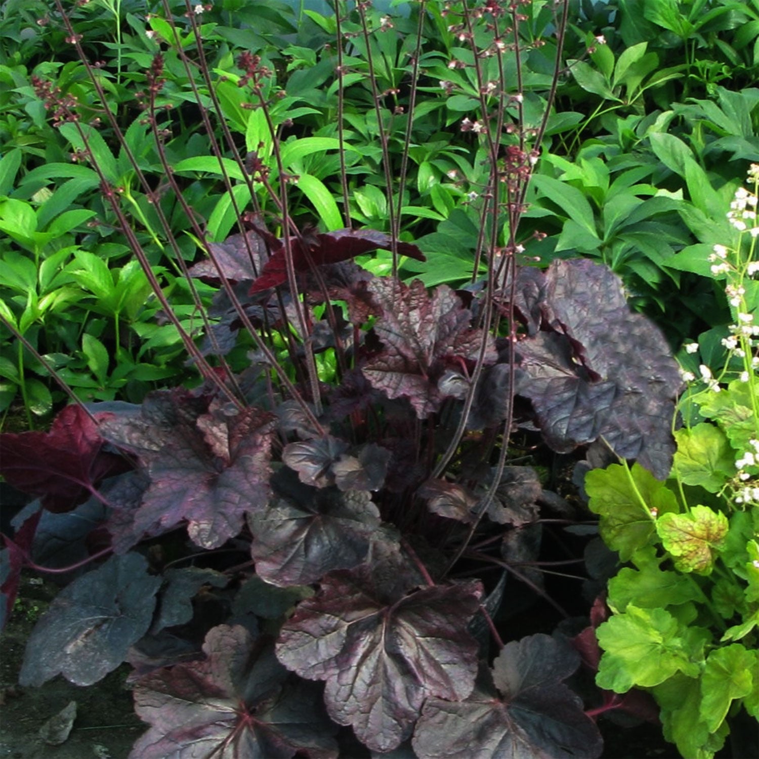 Magnum Coral Bells