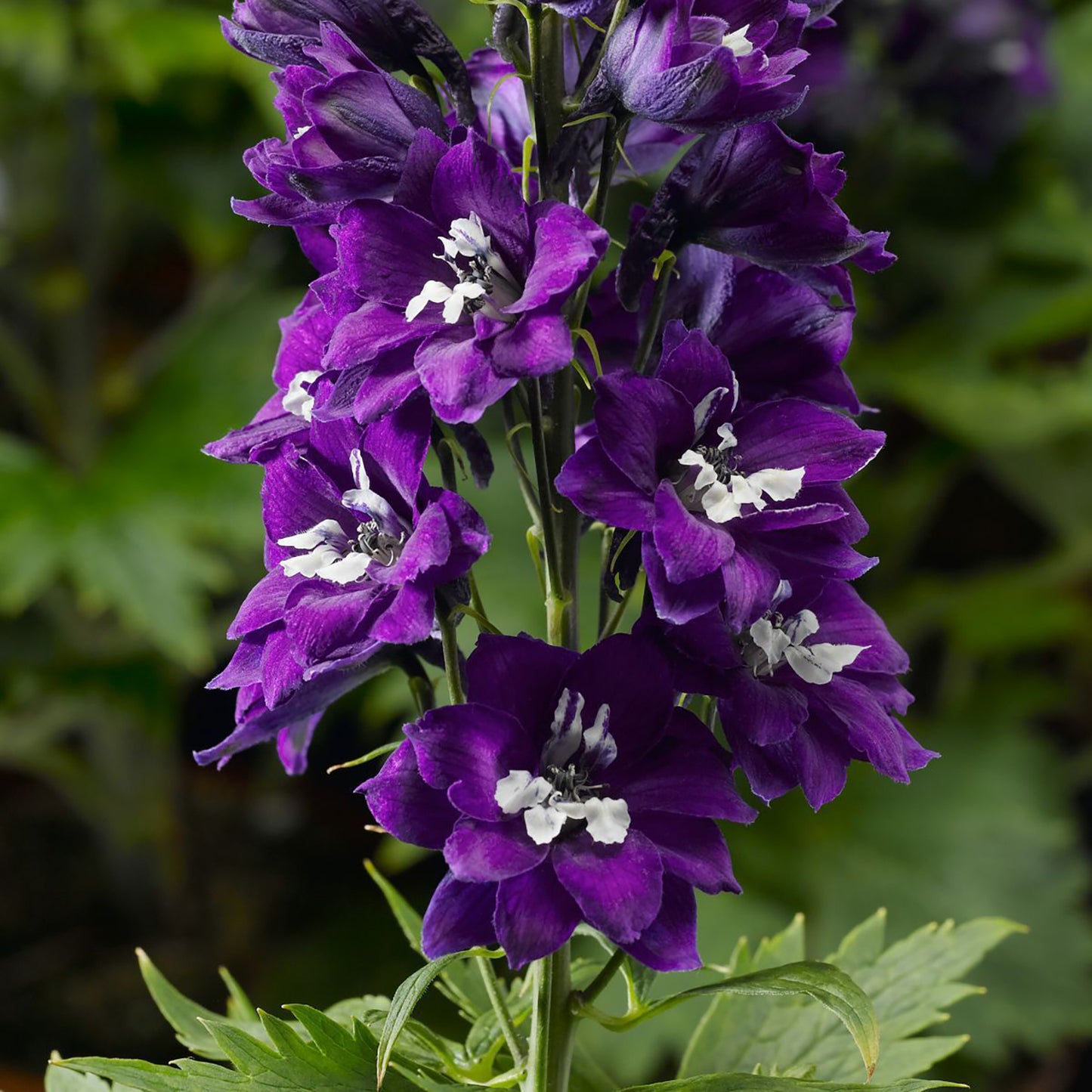 Dark Blue White Bee Larkspur