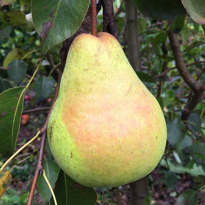 Harrow Crisp Pear Tree