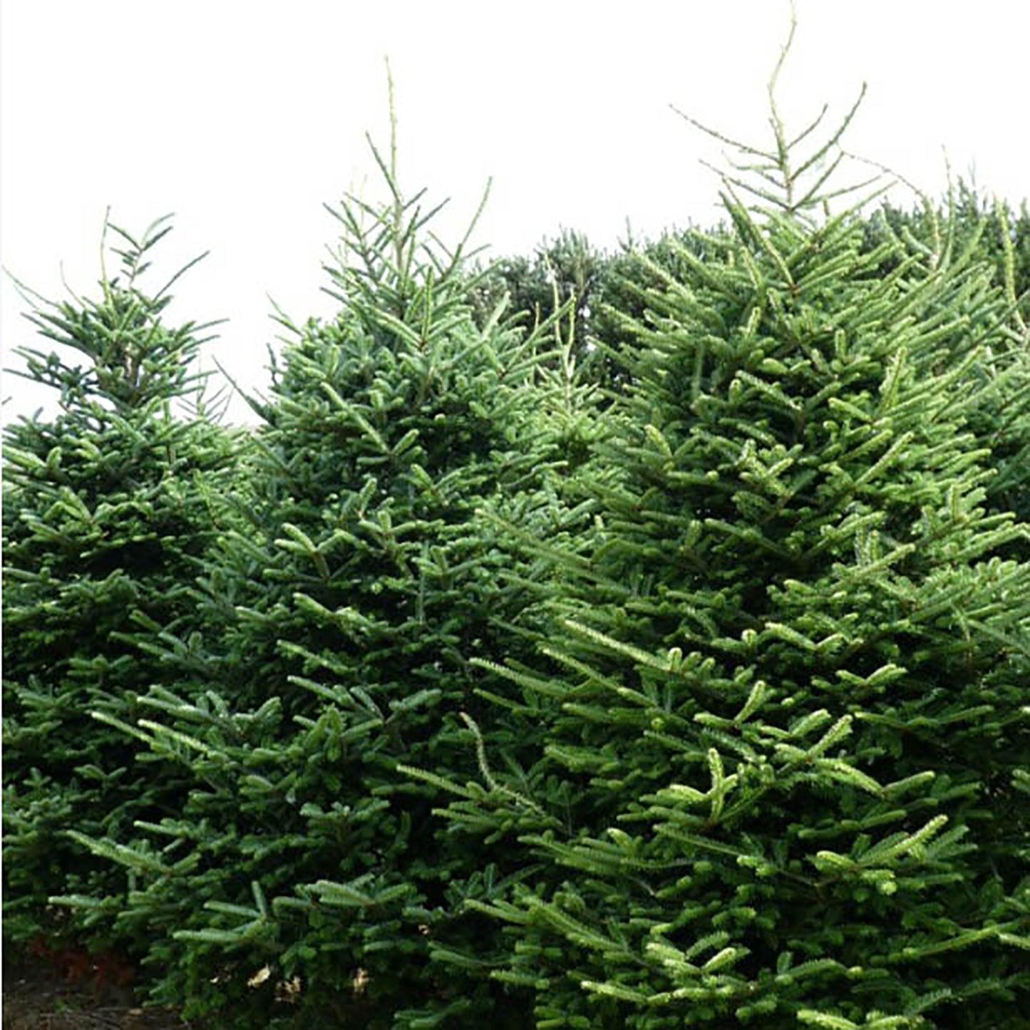 Mt Rogers Fraser Fir