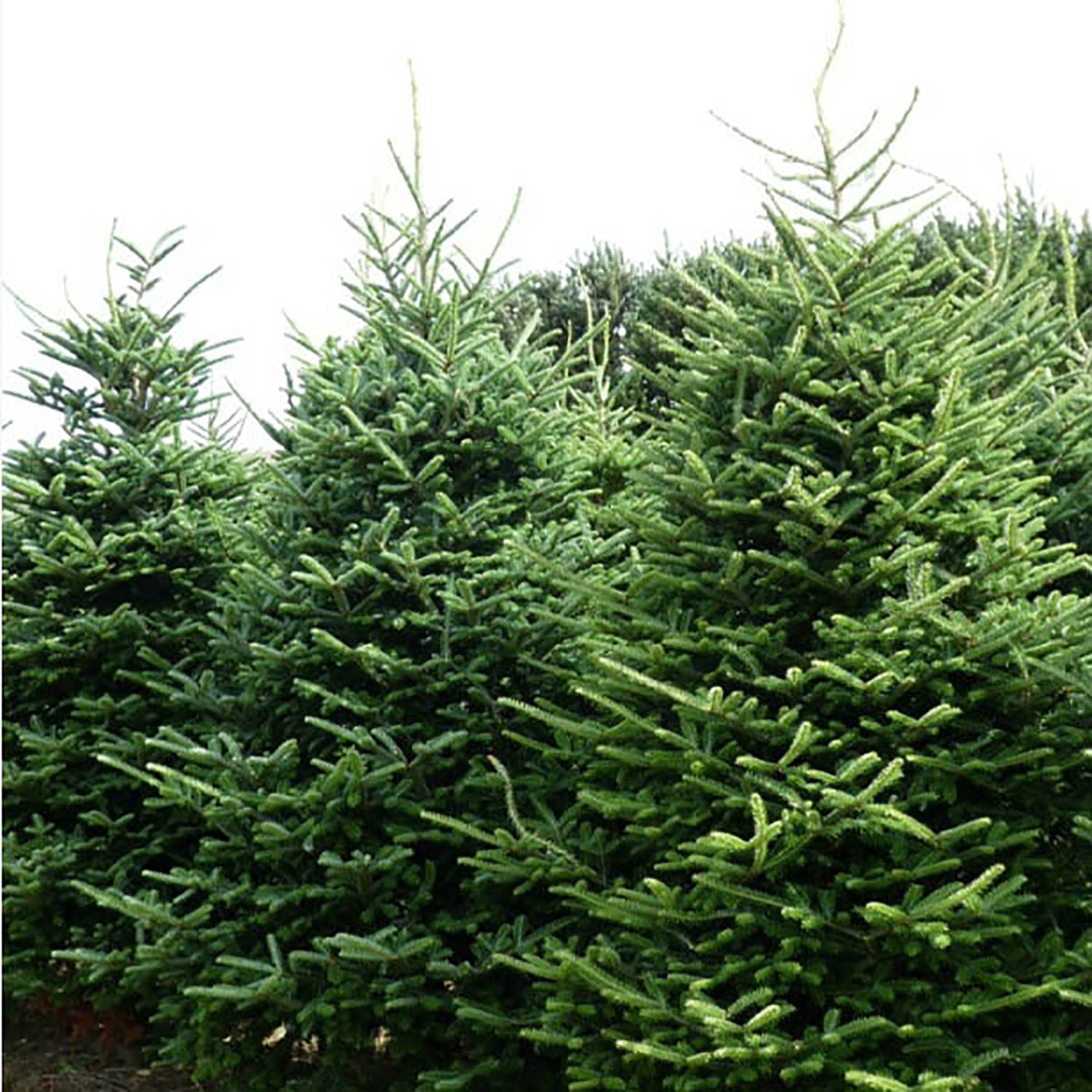 Mt Rogers Fraser Fir