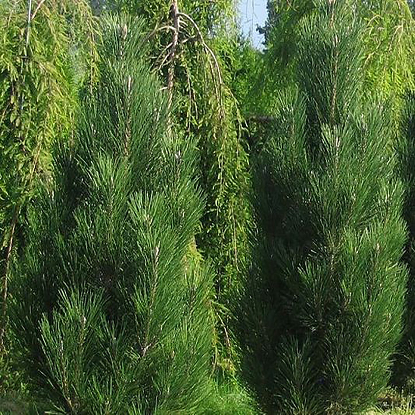 Arnold Sentinel Austrian Pine