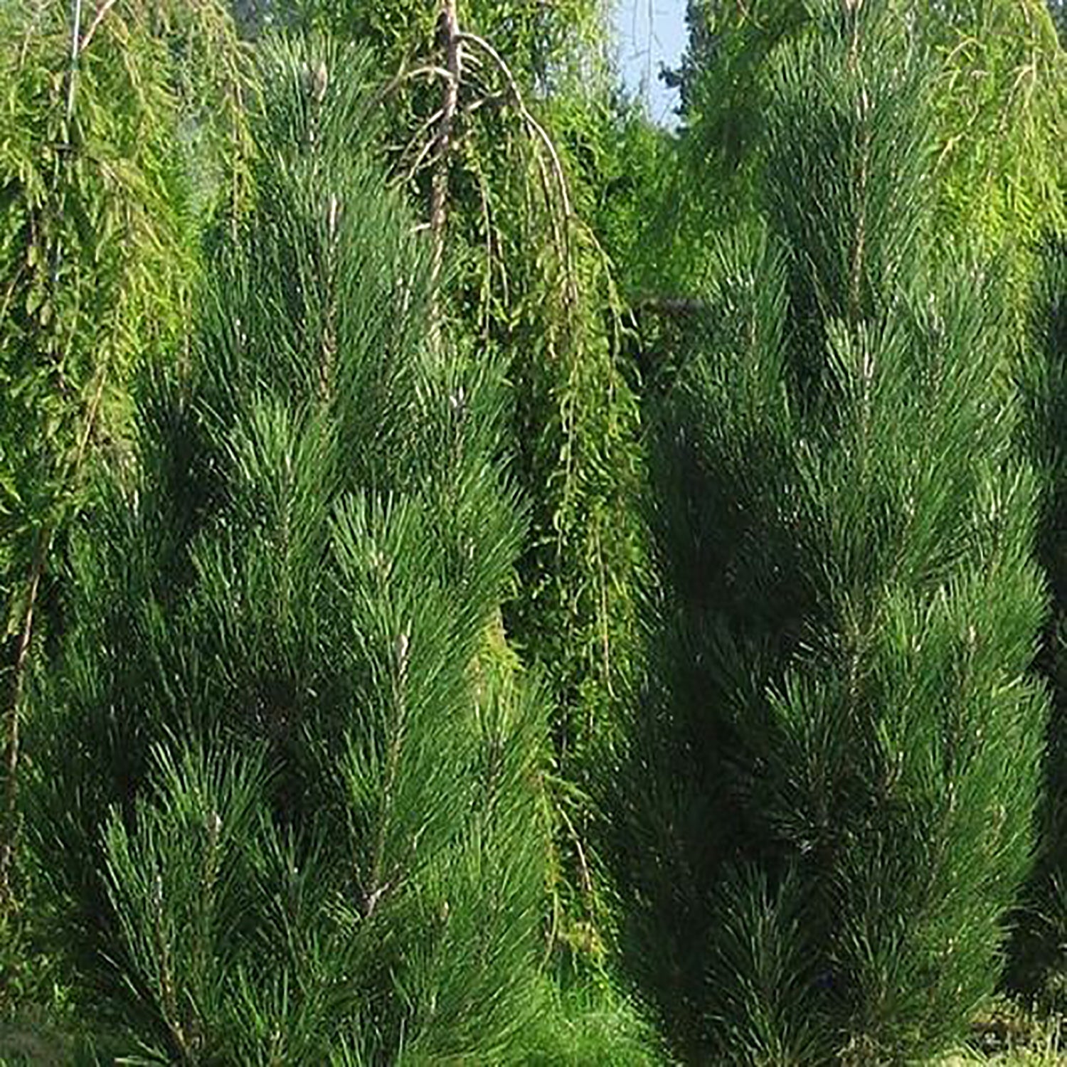 Arnold Sentinel Austrian Pine