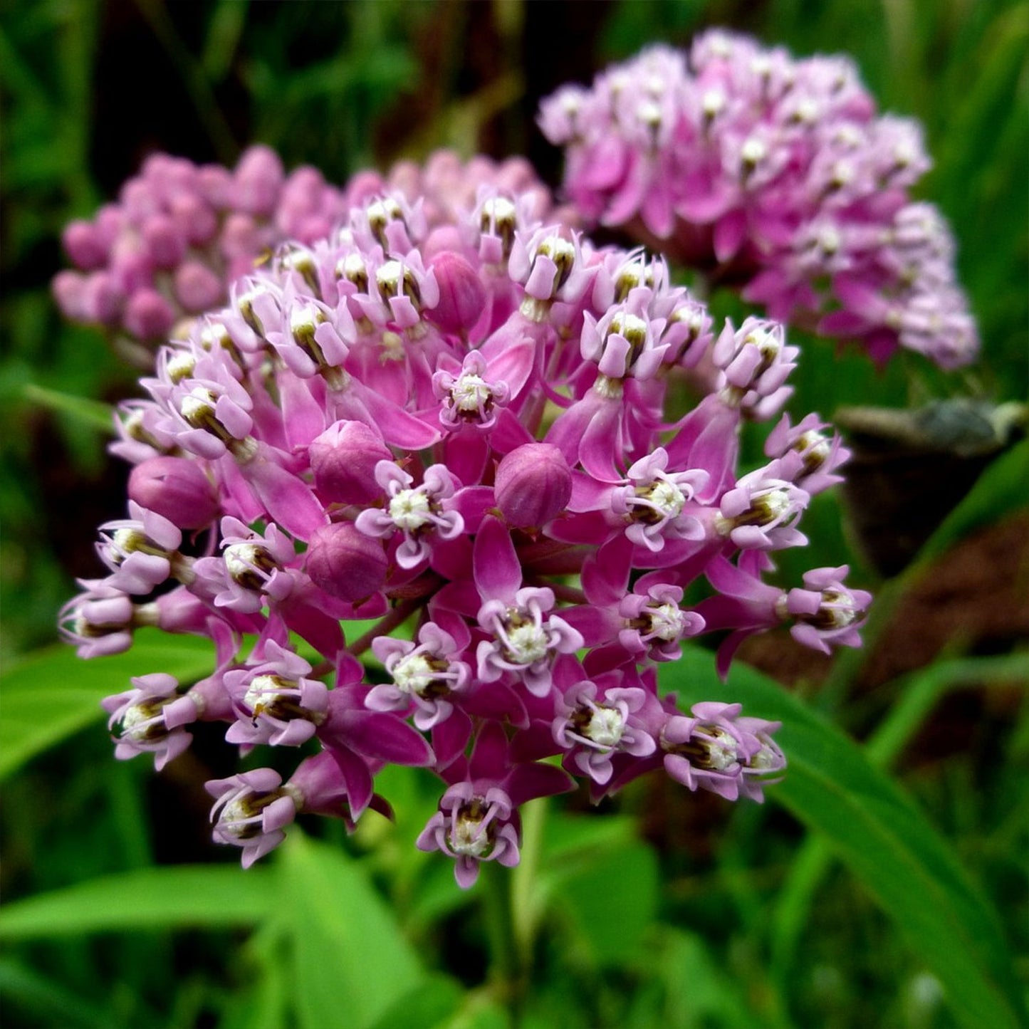Swamp Milkweed