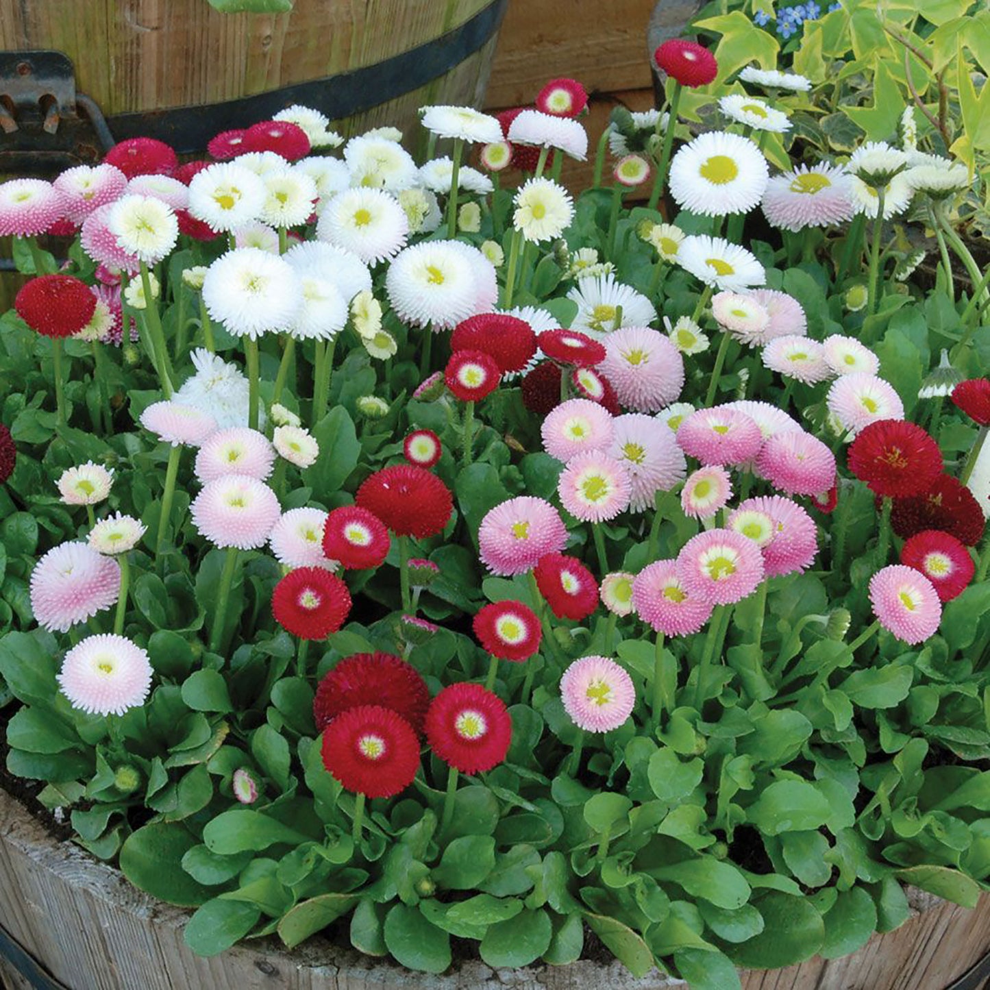 English Daisy