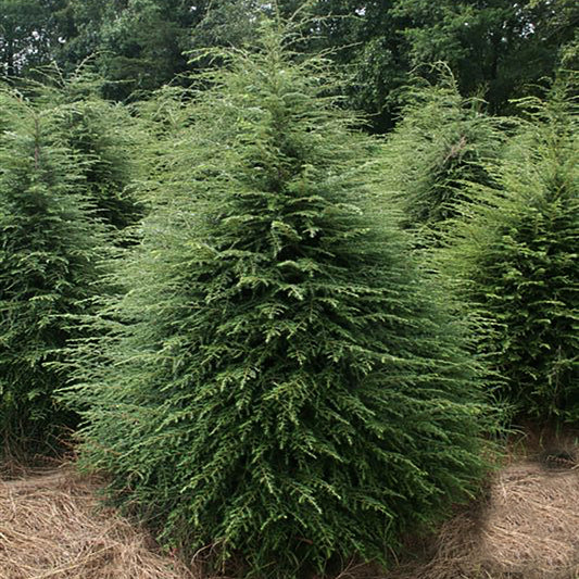 Canadian Hemlock