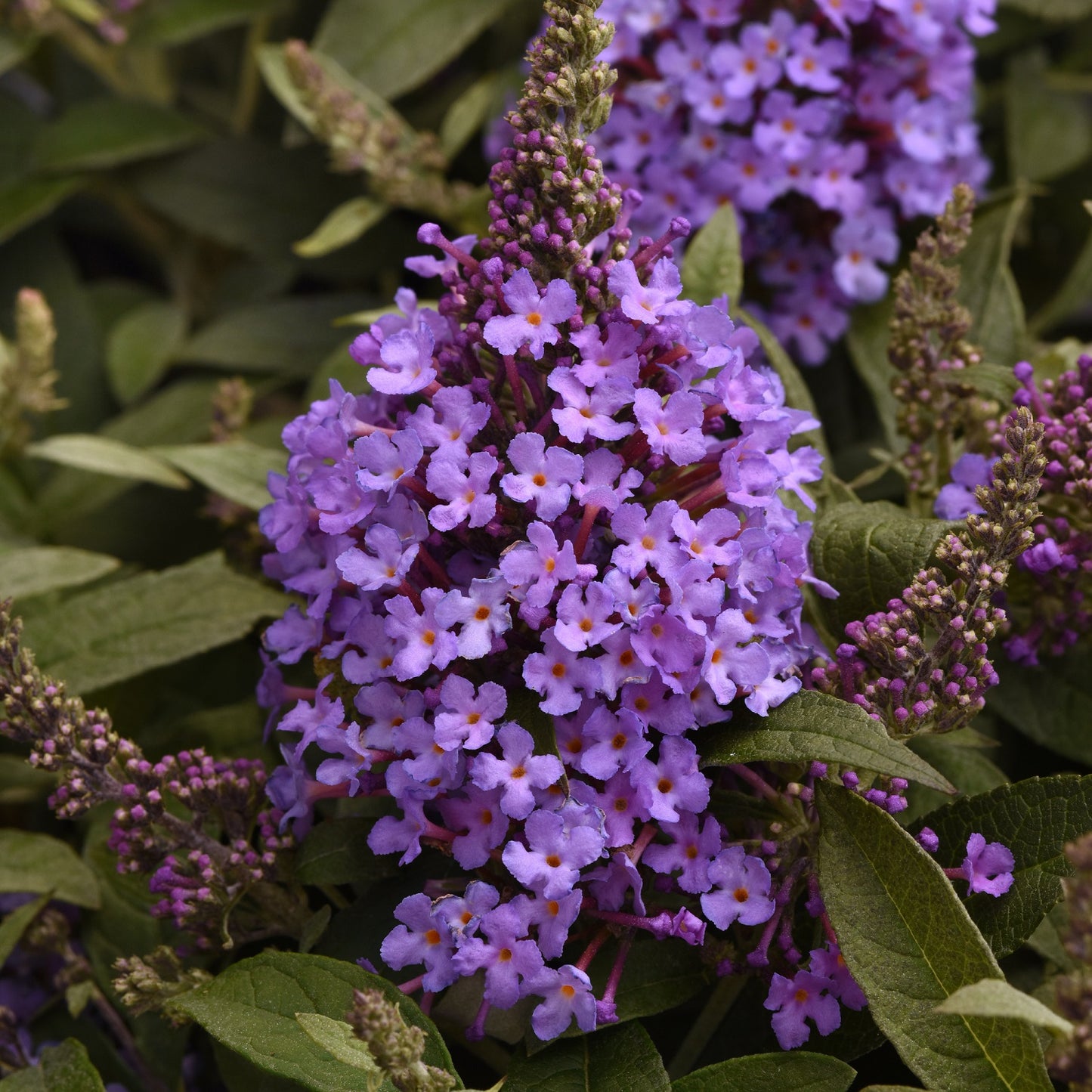 Chrysalis™ Steel Blue Butterfly Bush