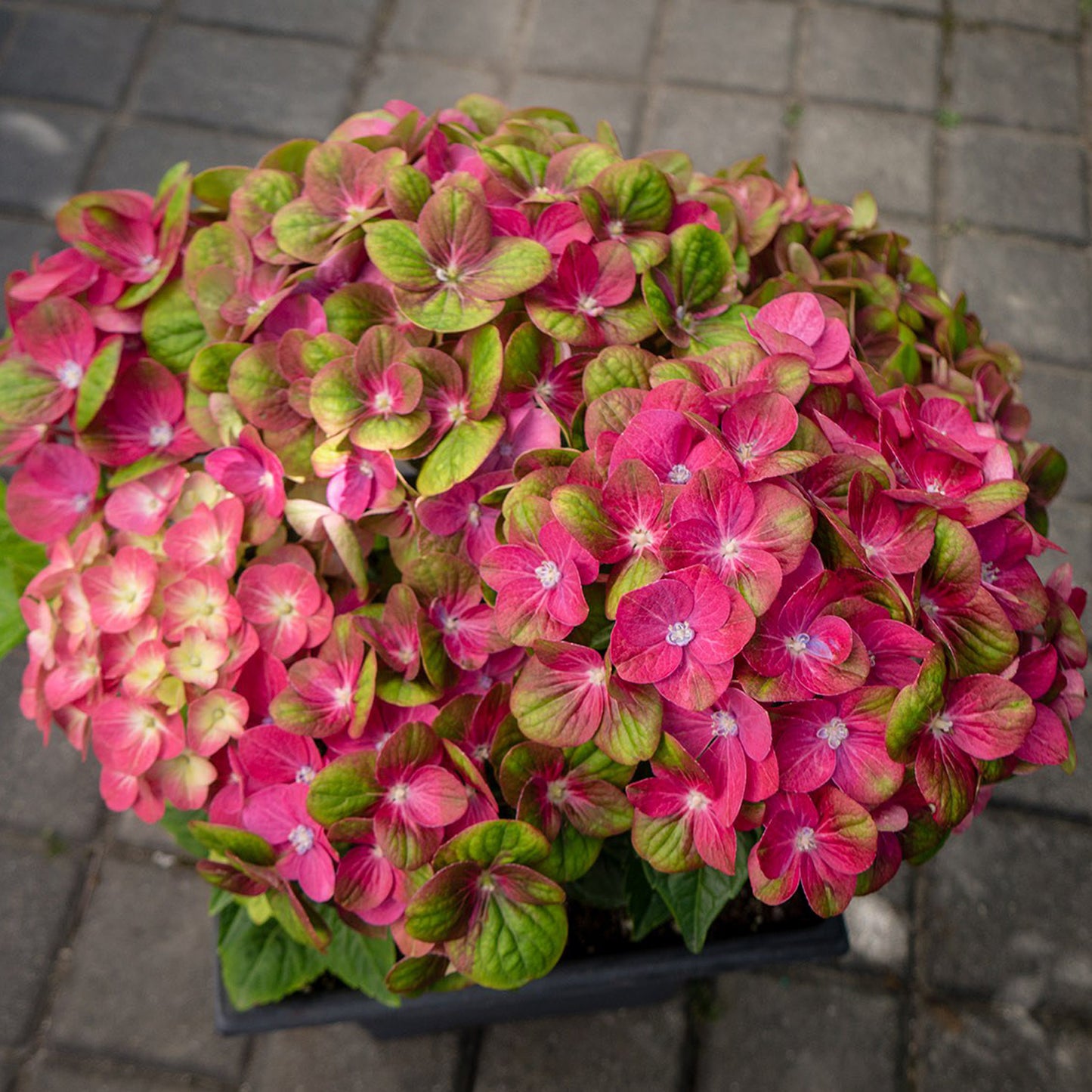 Tilt-A-Swirl™ Hydrangea