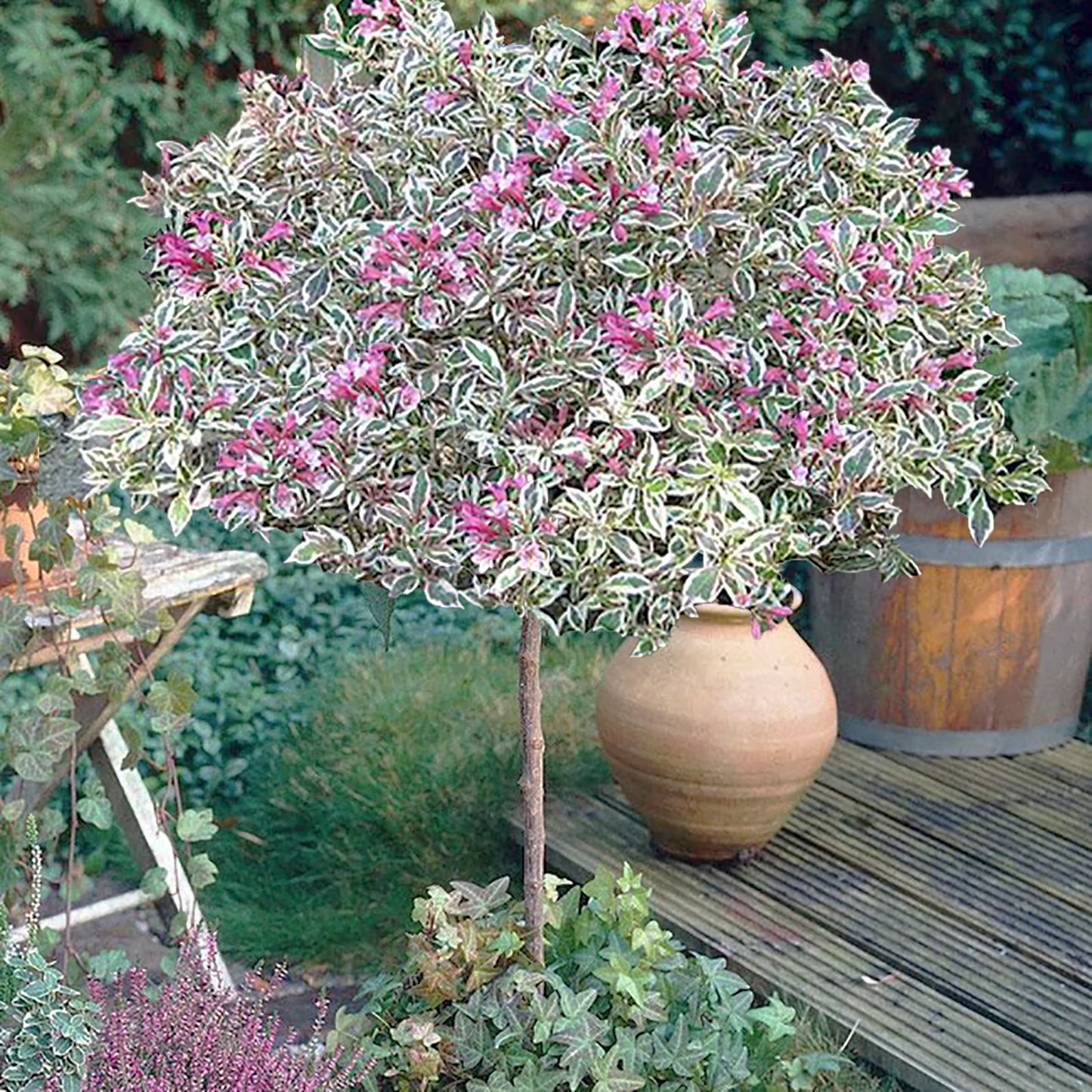 My Monet® Weigela