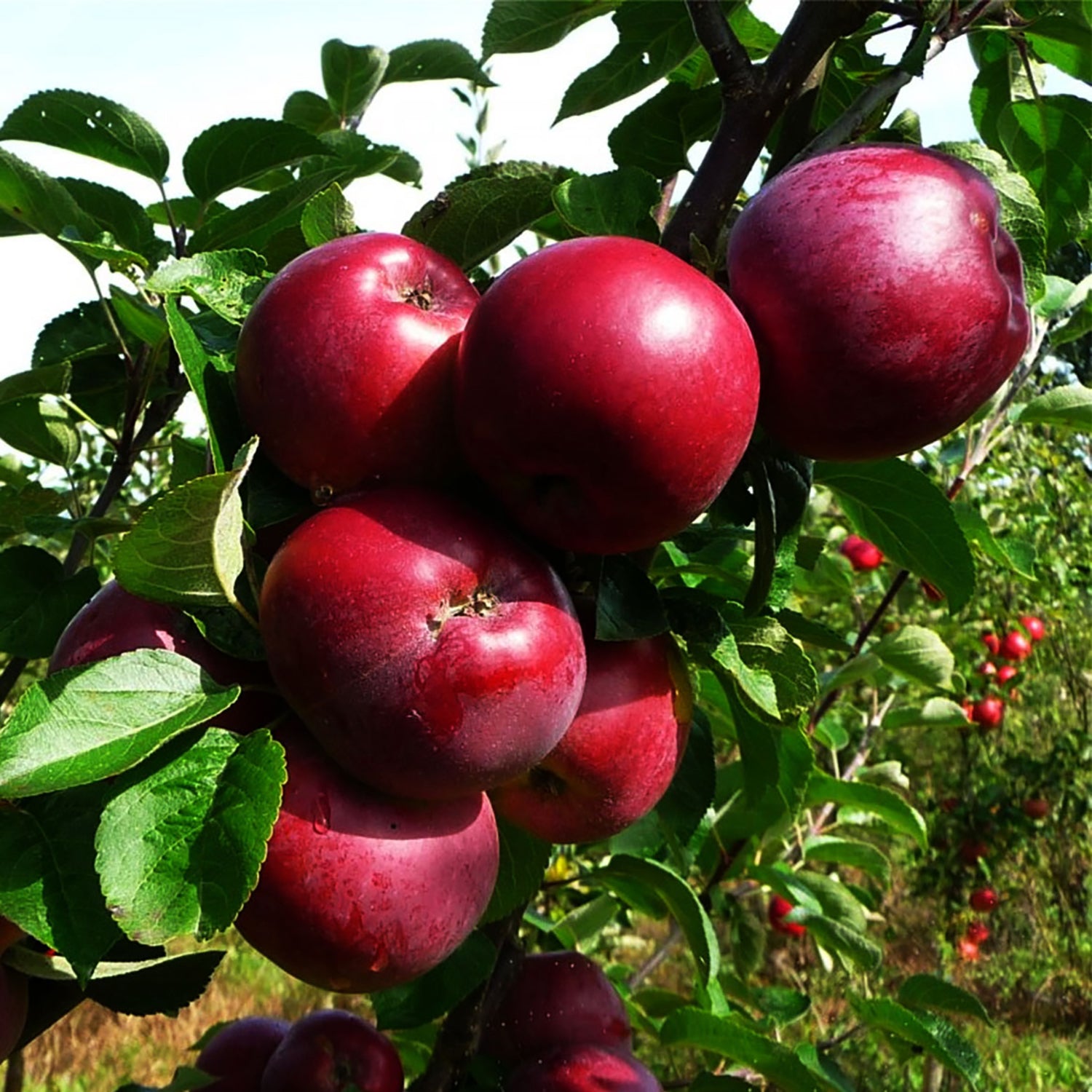 Spartan Apple Tree