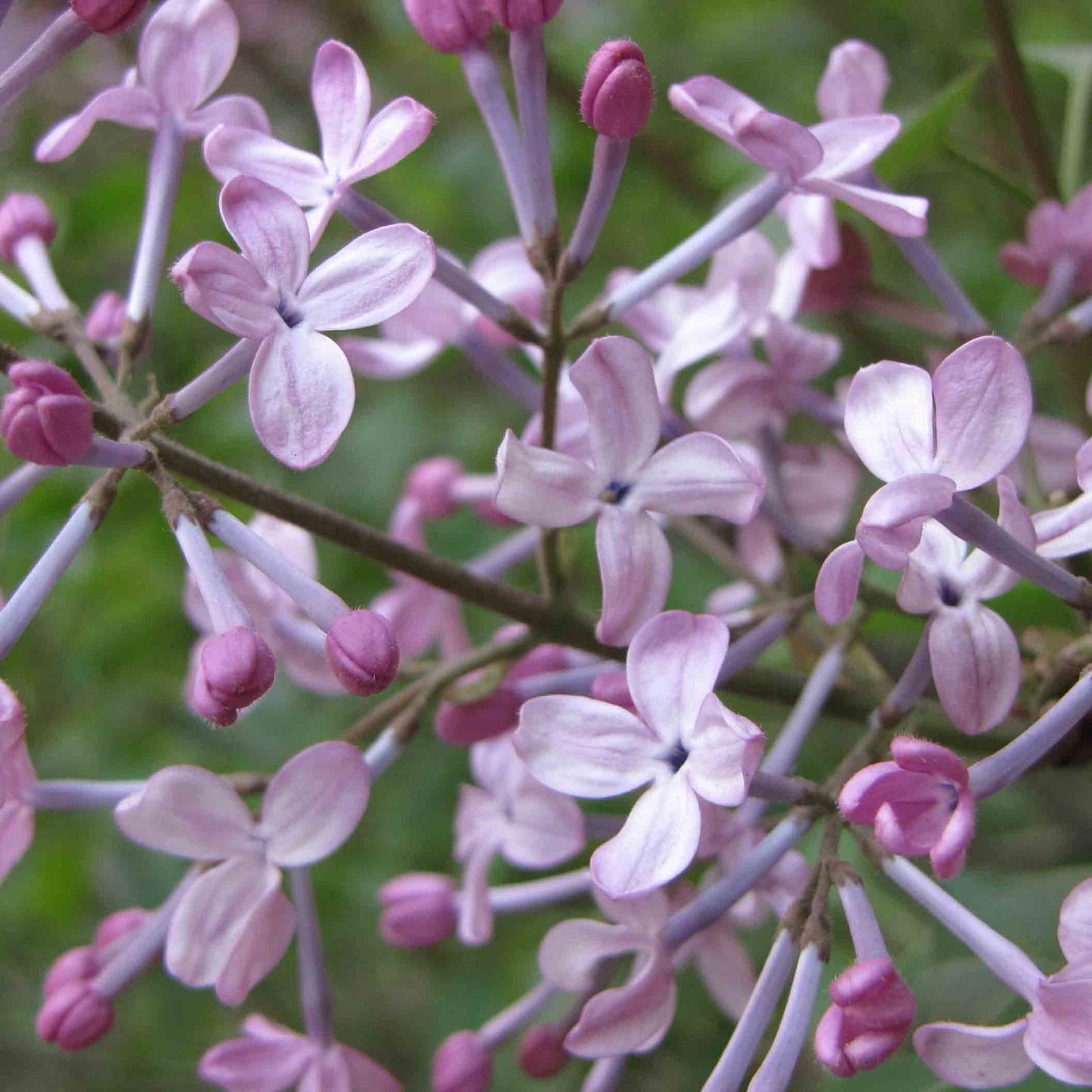 Cheyenne Lilac