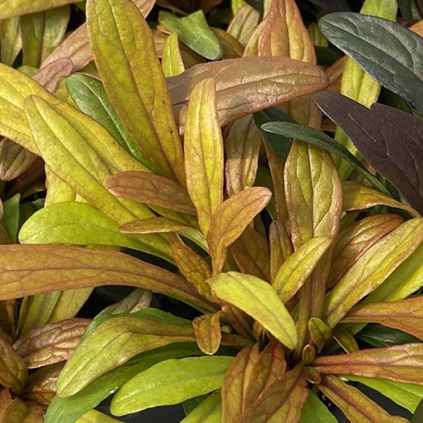 Fancy Finch Bugleweed
