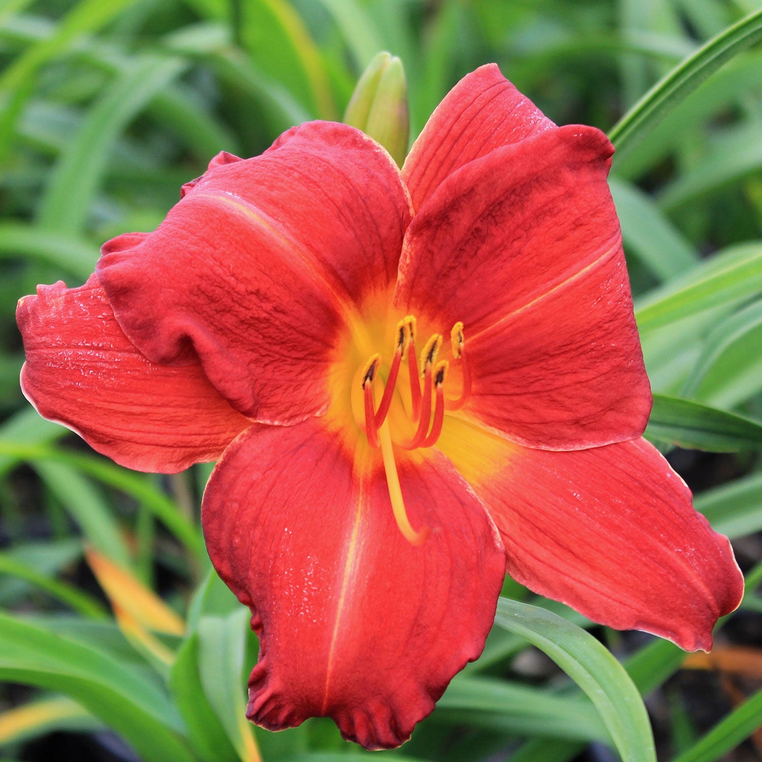 Chicago Apache Daylily
