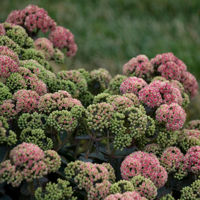 Coraljade Stonecrop