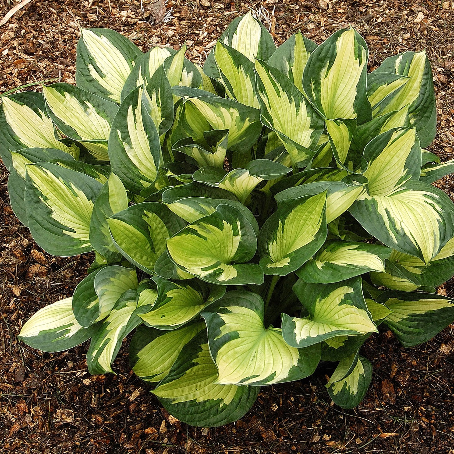 Whirlwind Plantain Lily