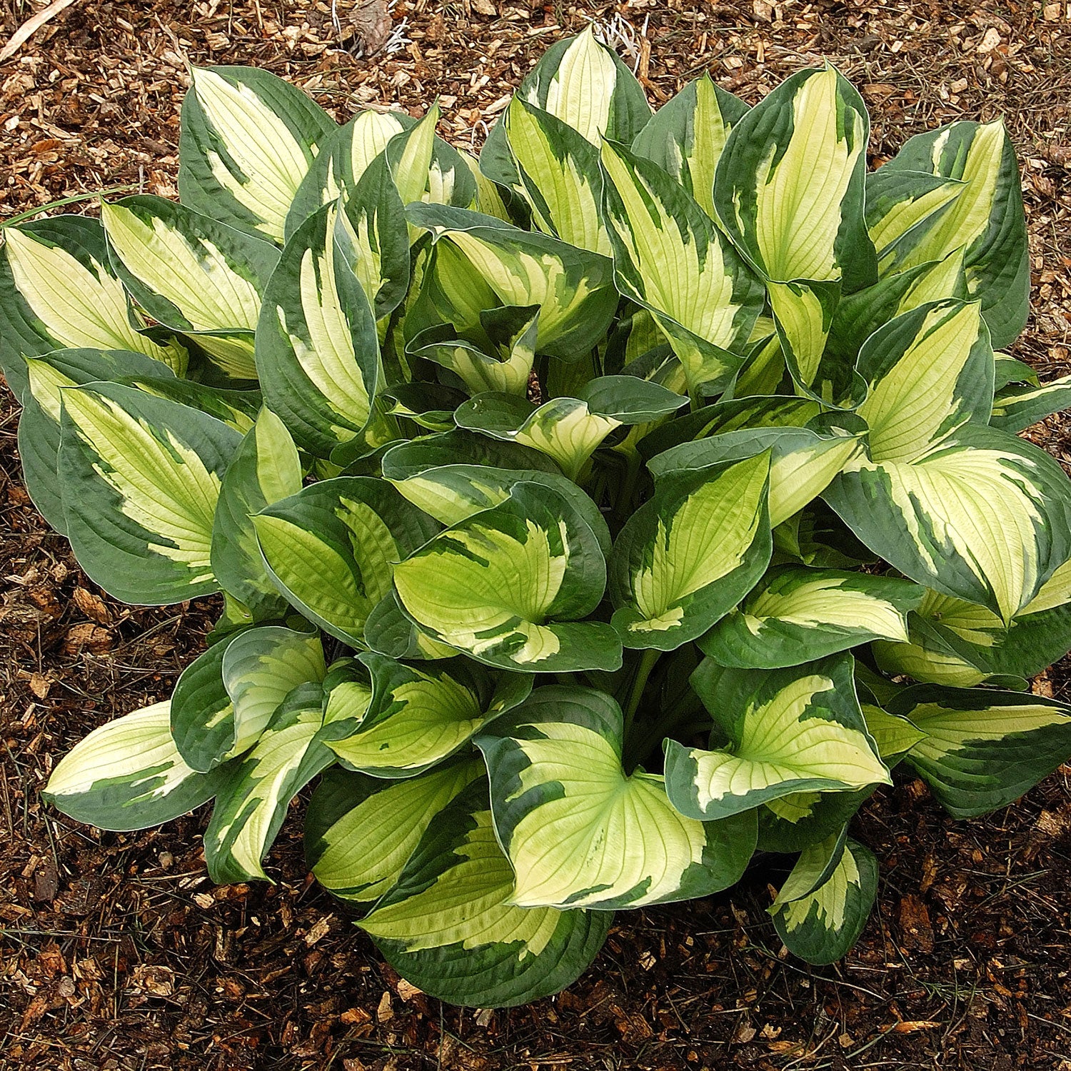 Whirlwind Plantain Lily
