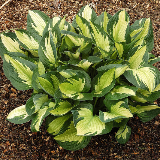 Whirlwind Plantain Lily
