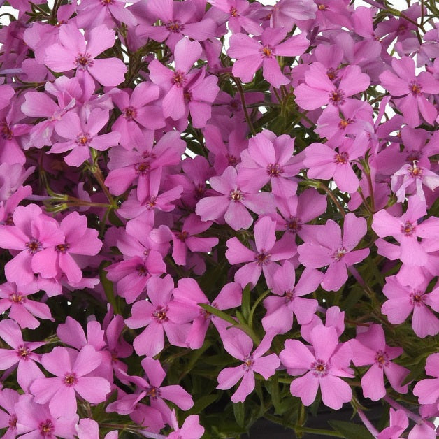 Spring Splash Pink Phlox