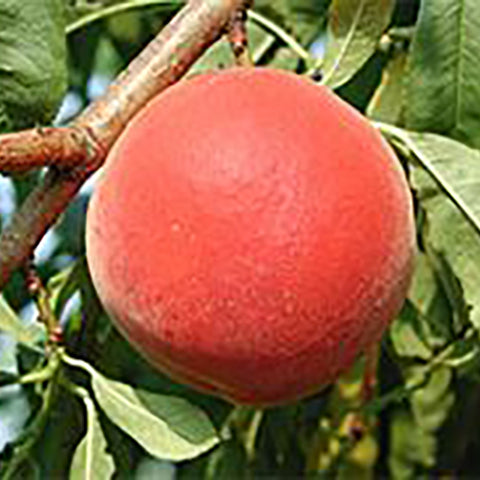 Scarlet Rose Peach Tree