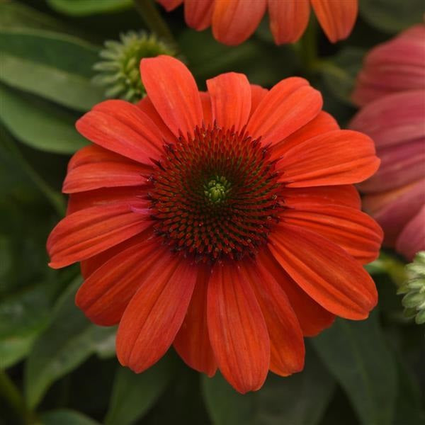 Mandarin Mambo Coneflower