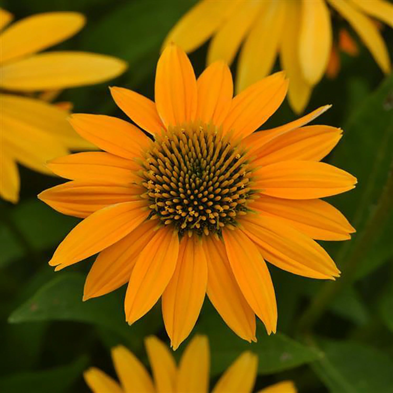 Yellow Ombre Coneflower
