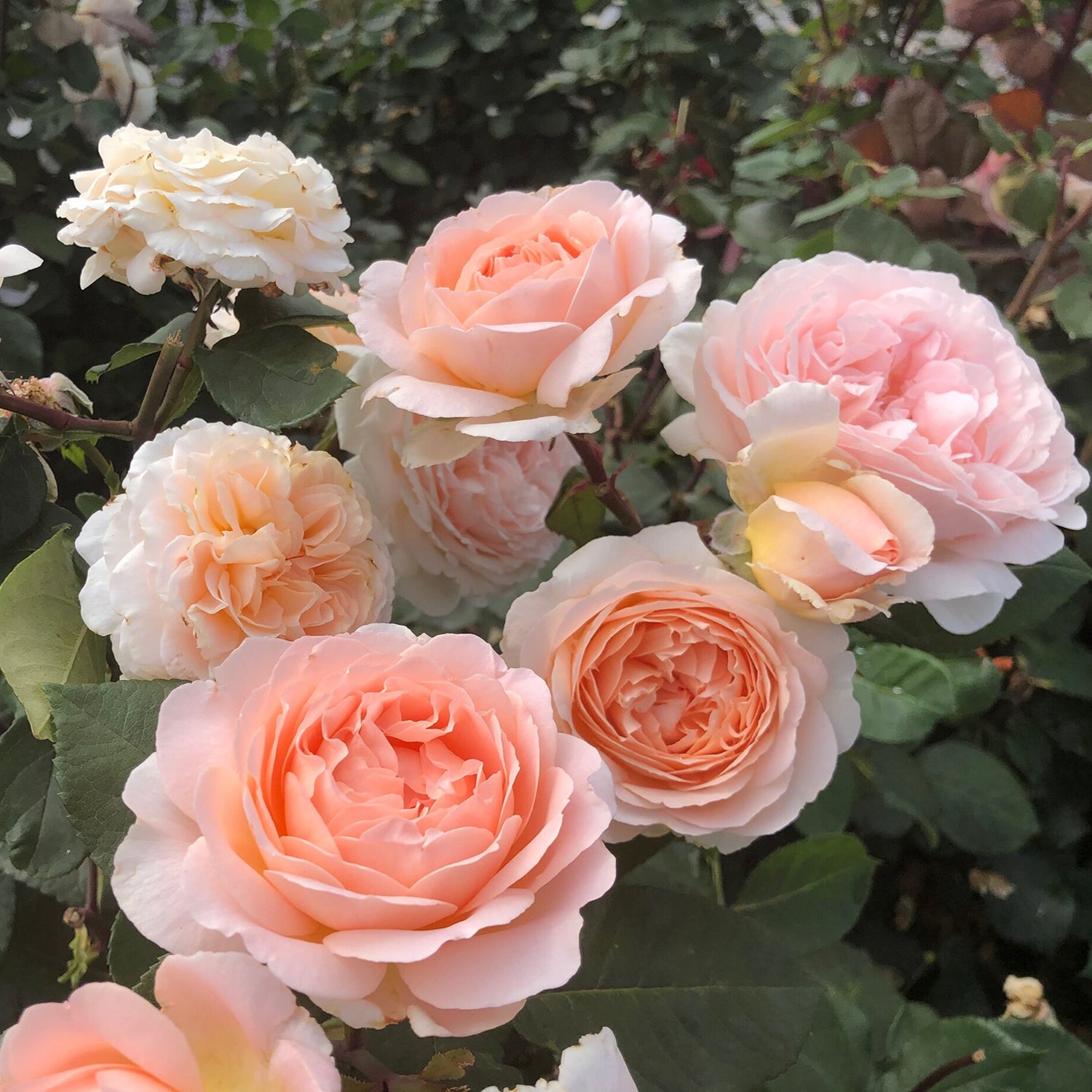 Parfuma Bliss Hybrid T Rose
