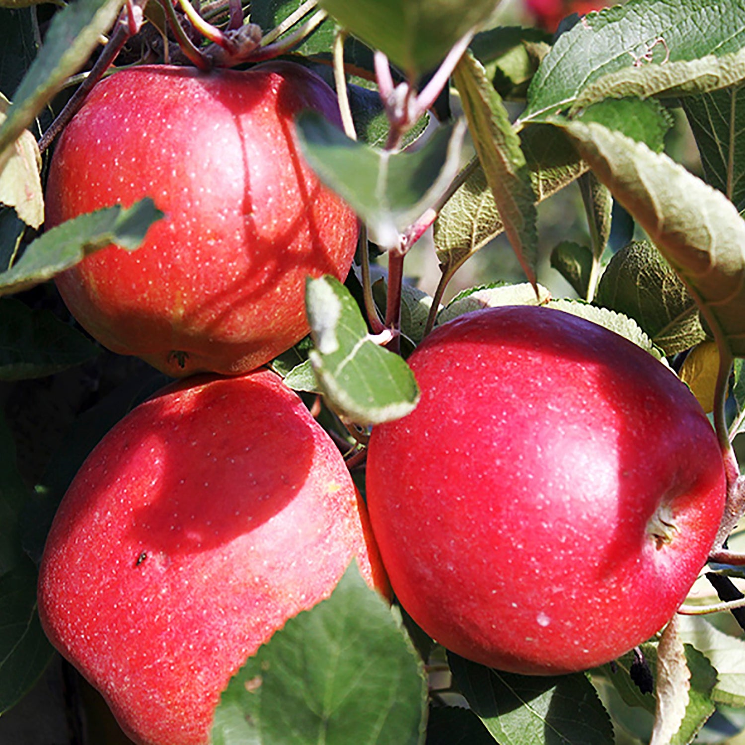 Barnsby Apple Tree