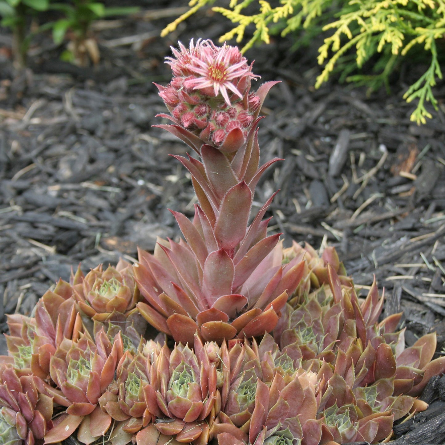 Red Rubin Hens and Chicks