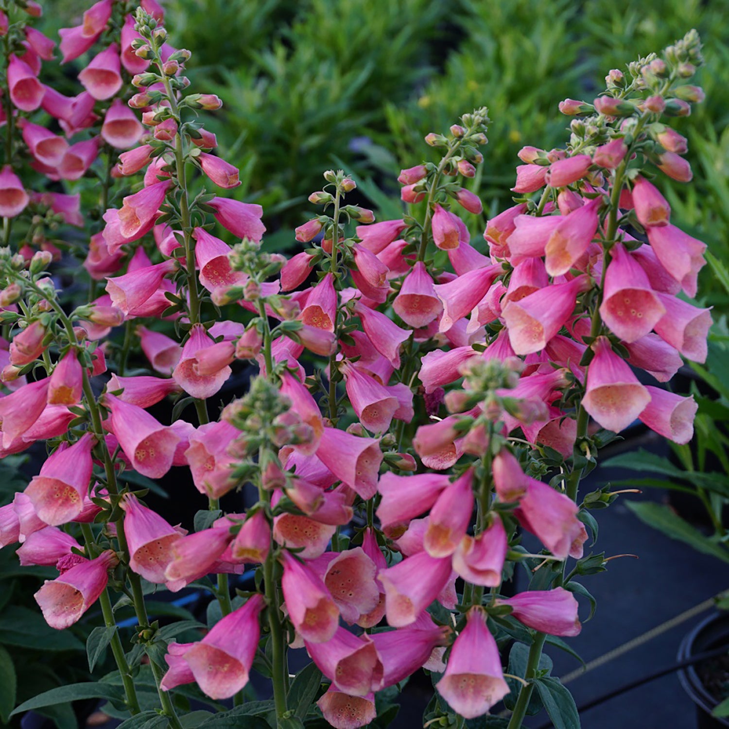 Rose Foxglove