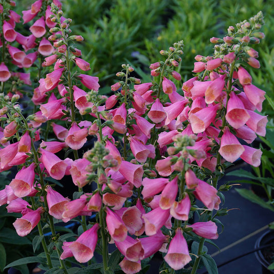 Rose Foxglove