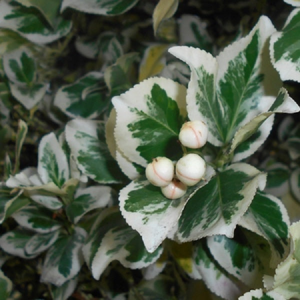 Silver Queen Euonymus