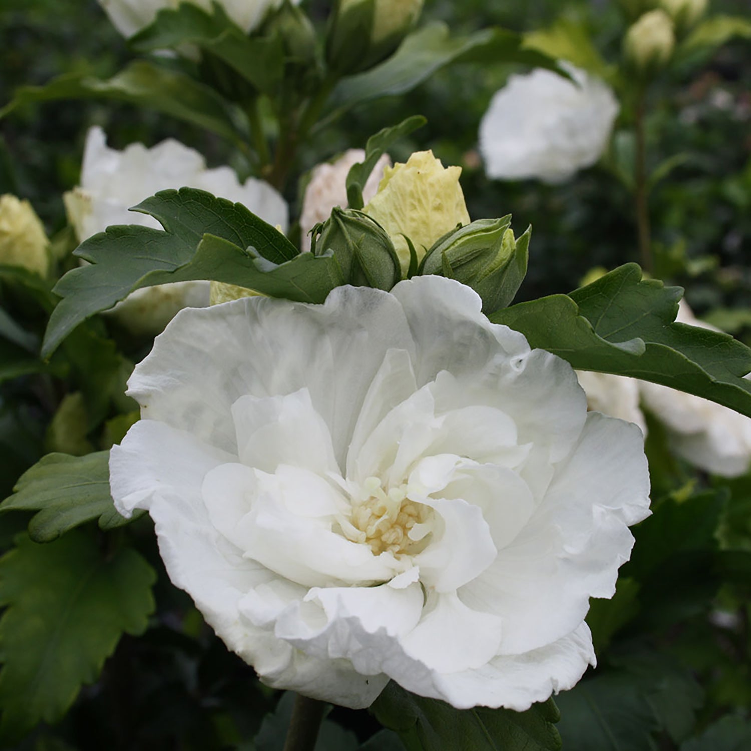White Chiffon™ Rose of Sharon
