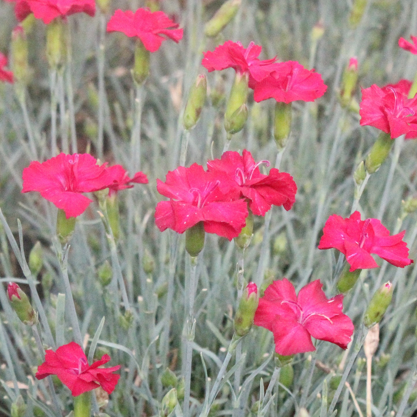 Frosty Fire Dwarf Carnation
