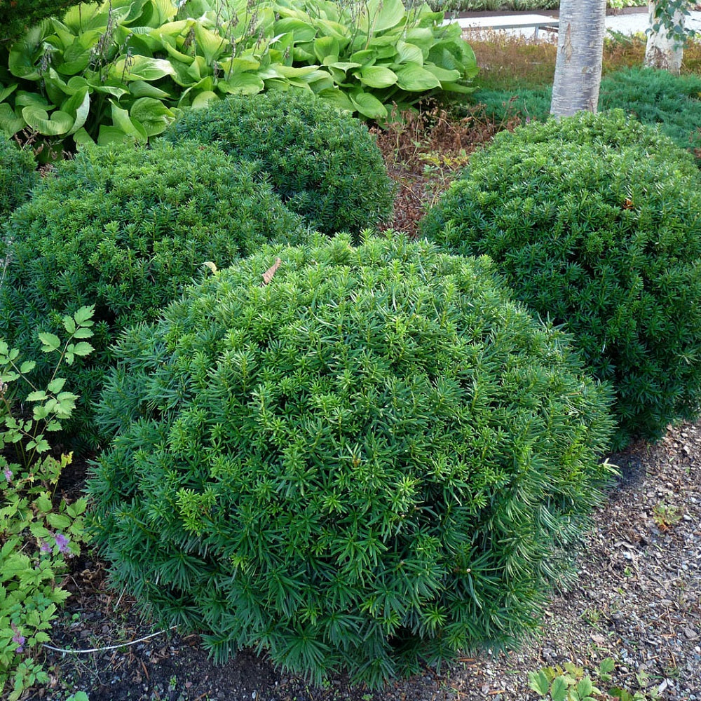 Dwarf Japanese Yew