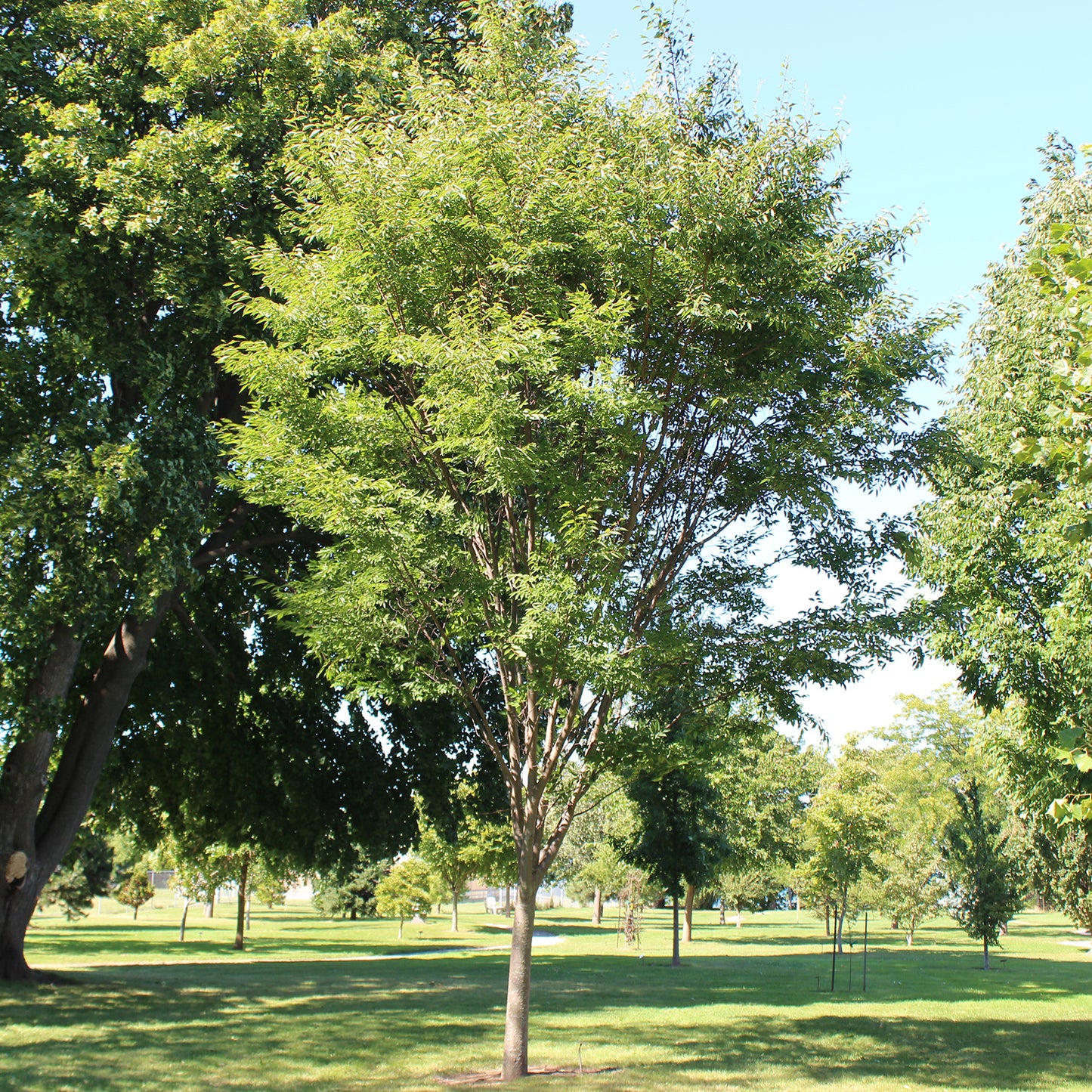Green Vase Japanese Zelkova