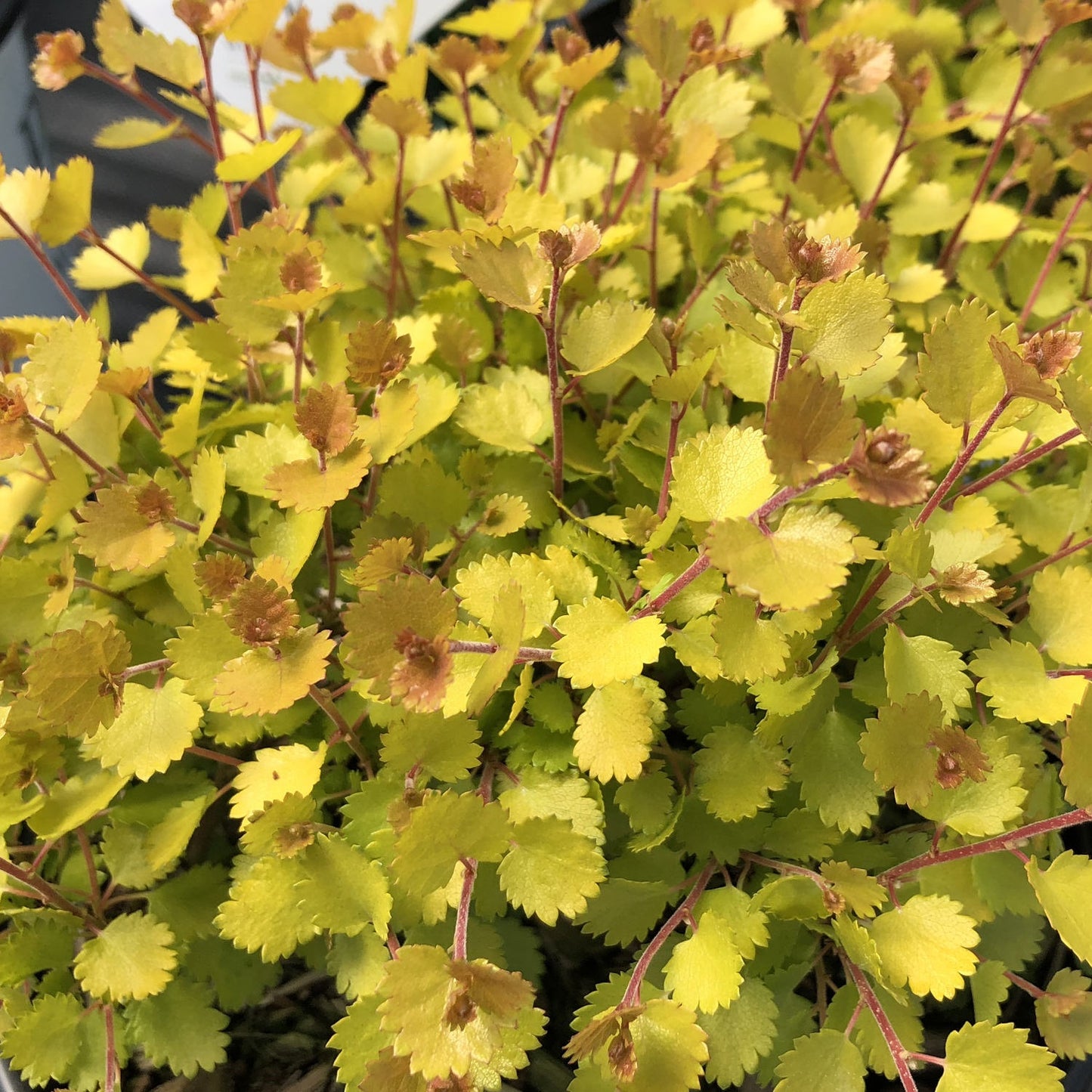 Cesky Gold® Dwarf Birch