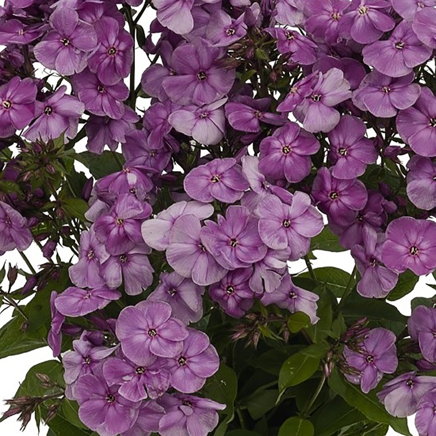 Lilac Summer Phlox