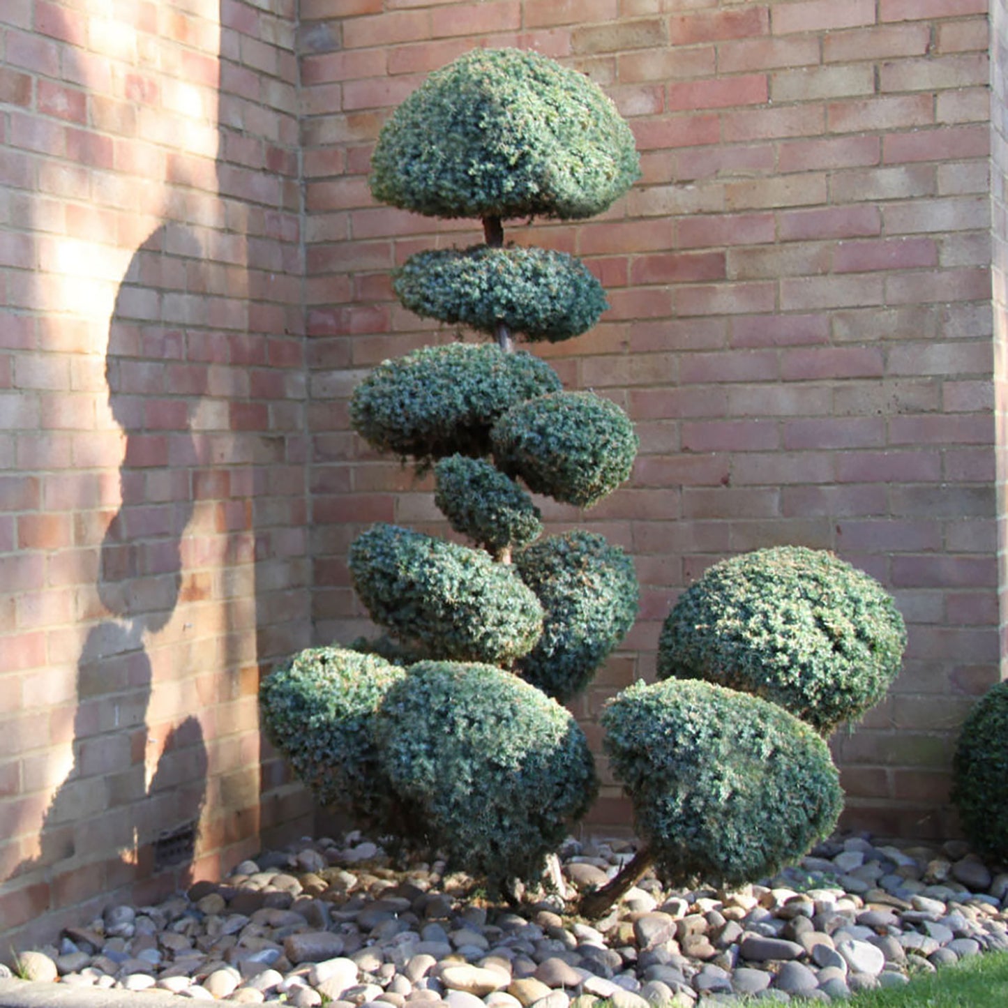 Meyer Juniper